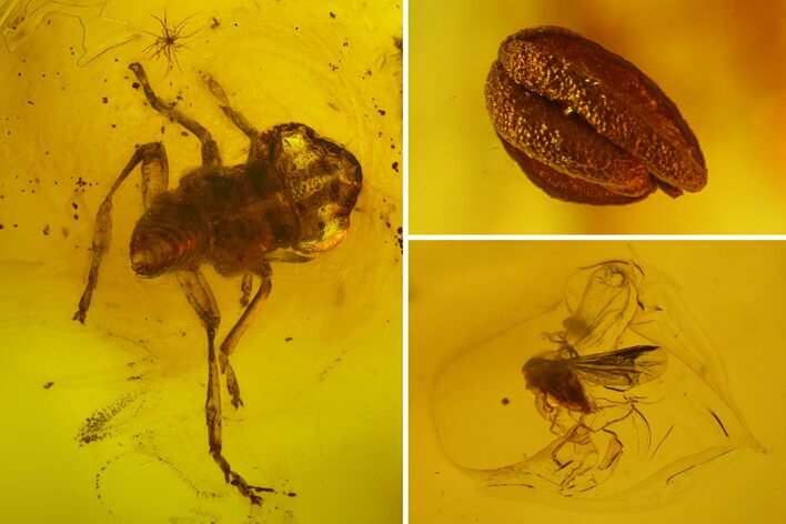 Fossil Cicada Larva, Fly and Flower Stamen in Baltic Amber #145409